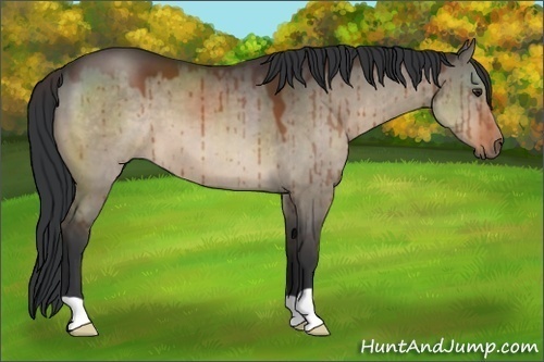 Horse Color:Brown Dun Brindle