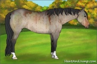 Horse Color:Brown Dun Brindle
