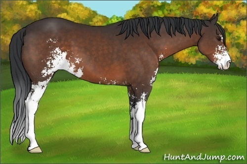 Horse Color:Brown Sabino 