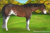 Horse Color:Brown Sabino