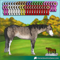 Horse Color:Brown Dun Sabino Brindle