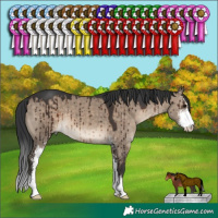 Horse Color:Brown Dun Sabino Brindle