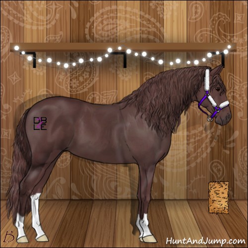 Horse Color:Chocolate Black 