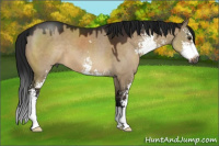 Horse Color:Gray Brown Dun Sabino