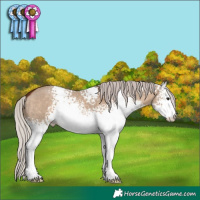 Horse Color:White Spotted Silver Bay Dun