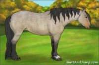 Horse Color:Brown Roan Dun 