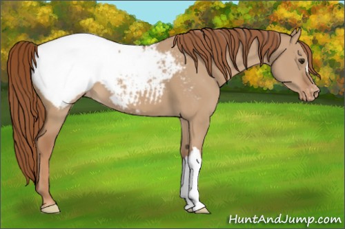 Horse Color:Red Dun Snowcap