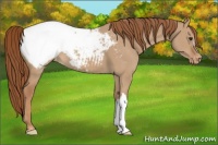 Horse Color:Red Dun Snowcap 