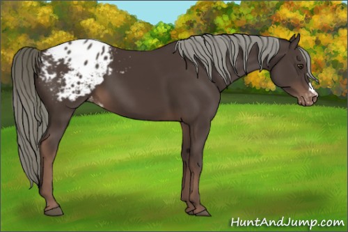 Horse Color:Liver Chestnut Appaloosa 
