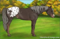 Horse Color:Liver Chestnut Appaloosa 