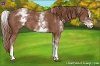 Horse Color:White Spotted Chestnut Sabino 