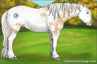 Horse Color:Gold Cream Champagne Sabino Varnish