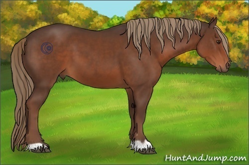 Horse Color:Liver Chestnut 
