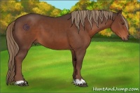 Horse Color:Liver Chestnut 