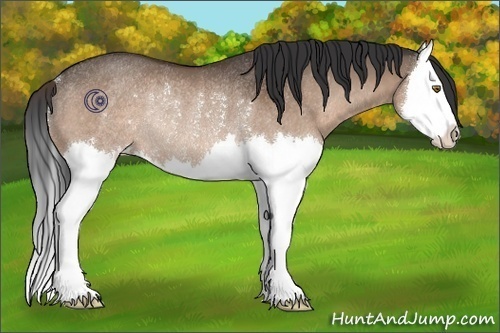 Horse Color:Brown Dun Splash Rabicano