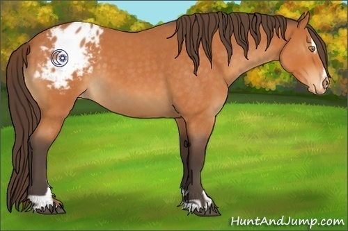 Horse Color:Buckskin Roan Sabino Appaloosa