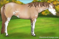 Horse Color:Bay Pearl Sabino 