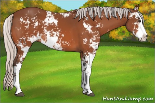 Horse Color:Silver Bay Sabino 