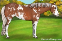 Horse Color:Silver Bay Sabino 