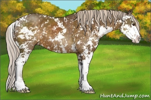 Horse Color:Chocolate Palomino Sabino 