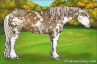 Horse Color:Chocolate Palomino Sabino