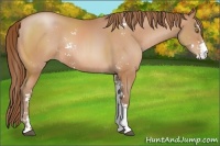 Horse Color:Bay Pearl Sabino Rabicano 
