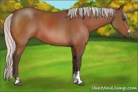 Horse Color:Silver Bay Sabino 
