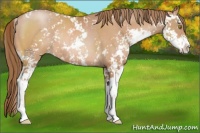 Horse Color:Bay Pearl Sabino Rabicano 