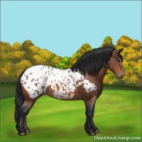 Horse Color:Bay Appaloosa