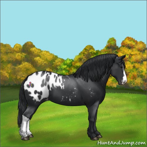 Horse Color:Black Appaloosa 