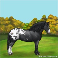 Horse Color:Black Appaloosa