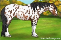 Horse Color:Bay Appaloosa