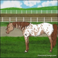 Horse Color:Red Dun Appaloosa 