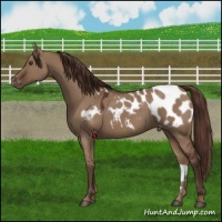 Horse Color:Liver Red Dun Appaloosa