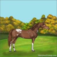 Horse Color:White Spotted Chestnut Tobiano Varnish 