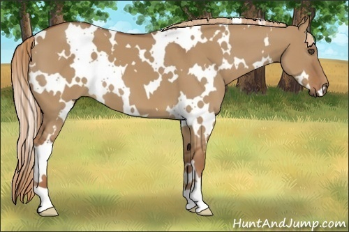 Horse Color:White Spotted Red Dun 