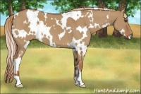 Horse Color:White Spotted Red Dun