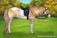 Horse Color:Palomino Onyx Sabino Appaloosa Rabicano 