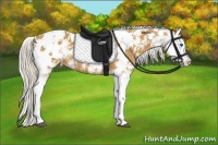 Horse Color:Palomino Sabino Splash Near Leopard 