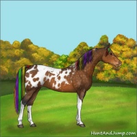 Horse Color:Painted Buckskin Tobiano Blanket 