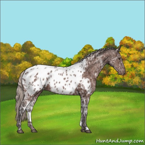 Horse Color:Silver Brown Ice Appaloosa 
