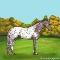 Horse Color:Silver Brown Ice Appaloosa 