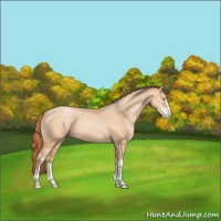 Horse Color:Buckskin Pearl Sabino 