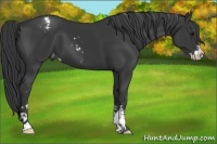 Horse Color:Black Sabino Appaloosa 
