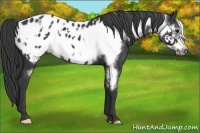 Horse Color:Black Frame Appaloosa 