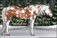 Horse Color:Silver Brown Sabino Rabicano 