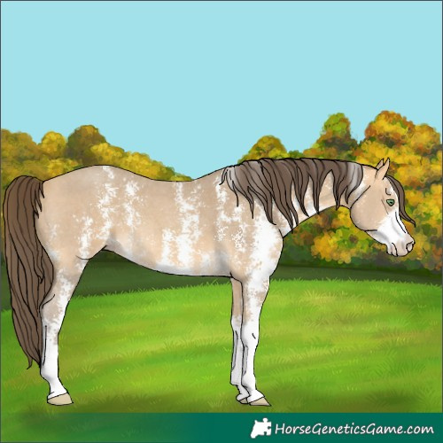 Horse Color:Amber Cream Champagne Sabino 