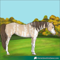 Horse Color:Amber Cream Champagne Sabino 