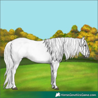Horse Color:Gray Brown Sabino 