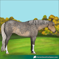 Horse Color:Silver Smoky Blue Roan 